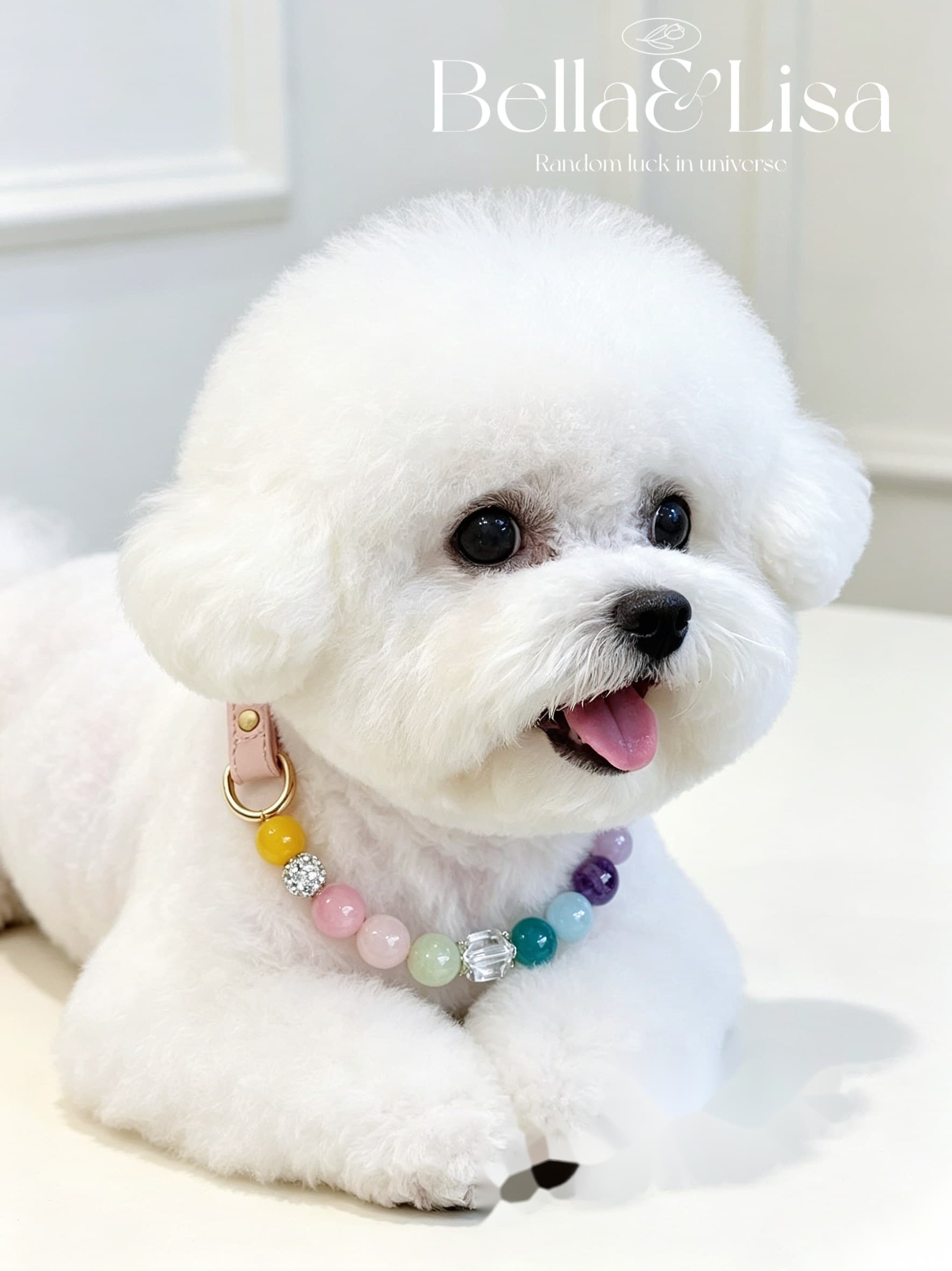 A pet wearing the Rainbow Spirit collar charm